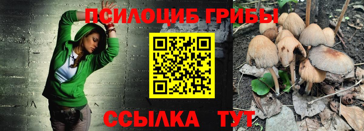 Осинники  Псилоцибиновые грибы мицелий  Вход с VPN  Галлюциногенные грибы Psilocybe 